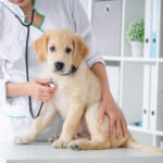 【獣医師が解説】ペットの健康診断とは？費用や保険の有無