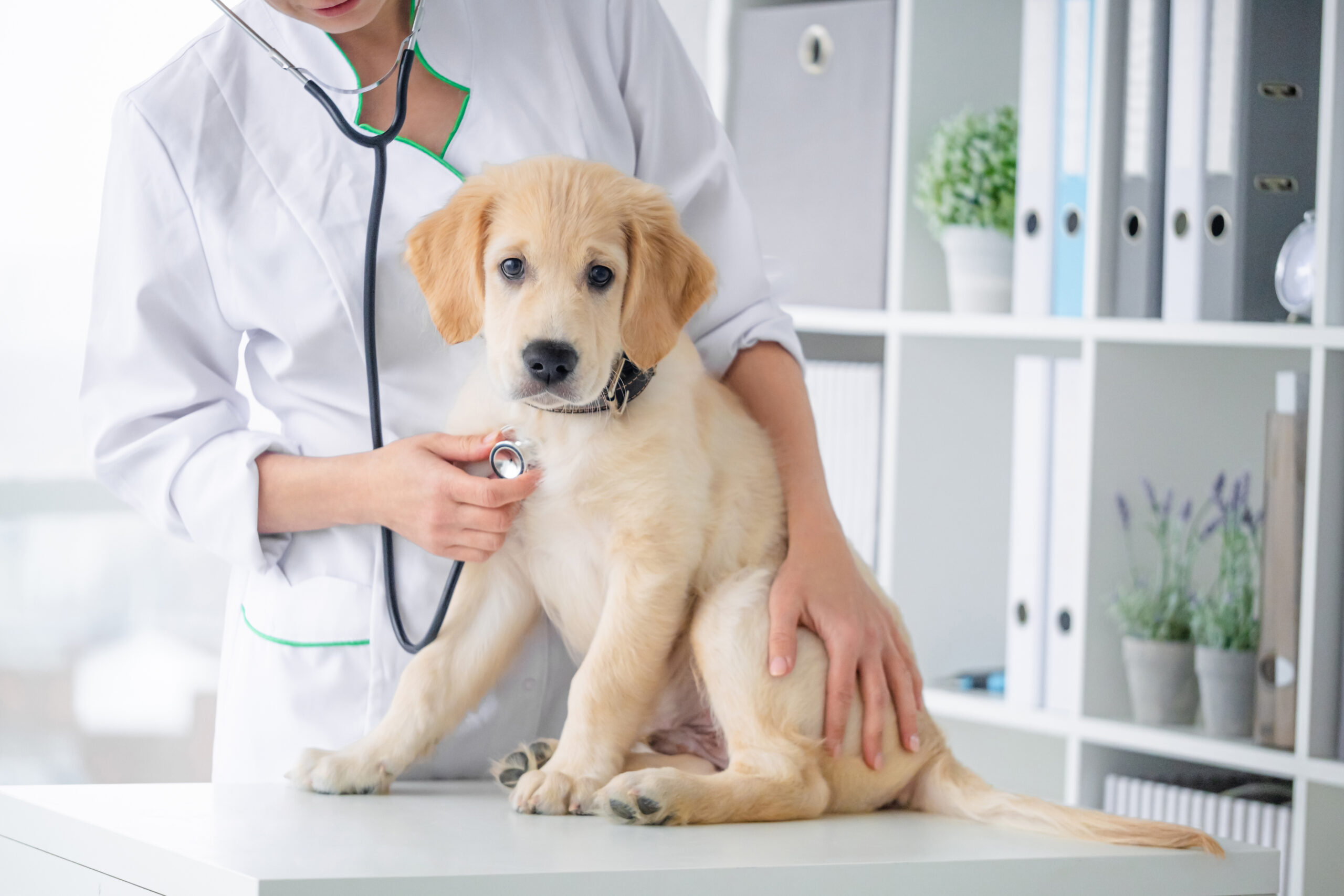 【獣医師が解説】ペットの健康診断とは？費用や保険の有無
