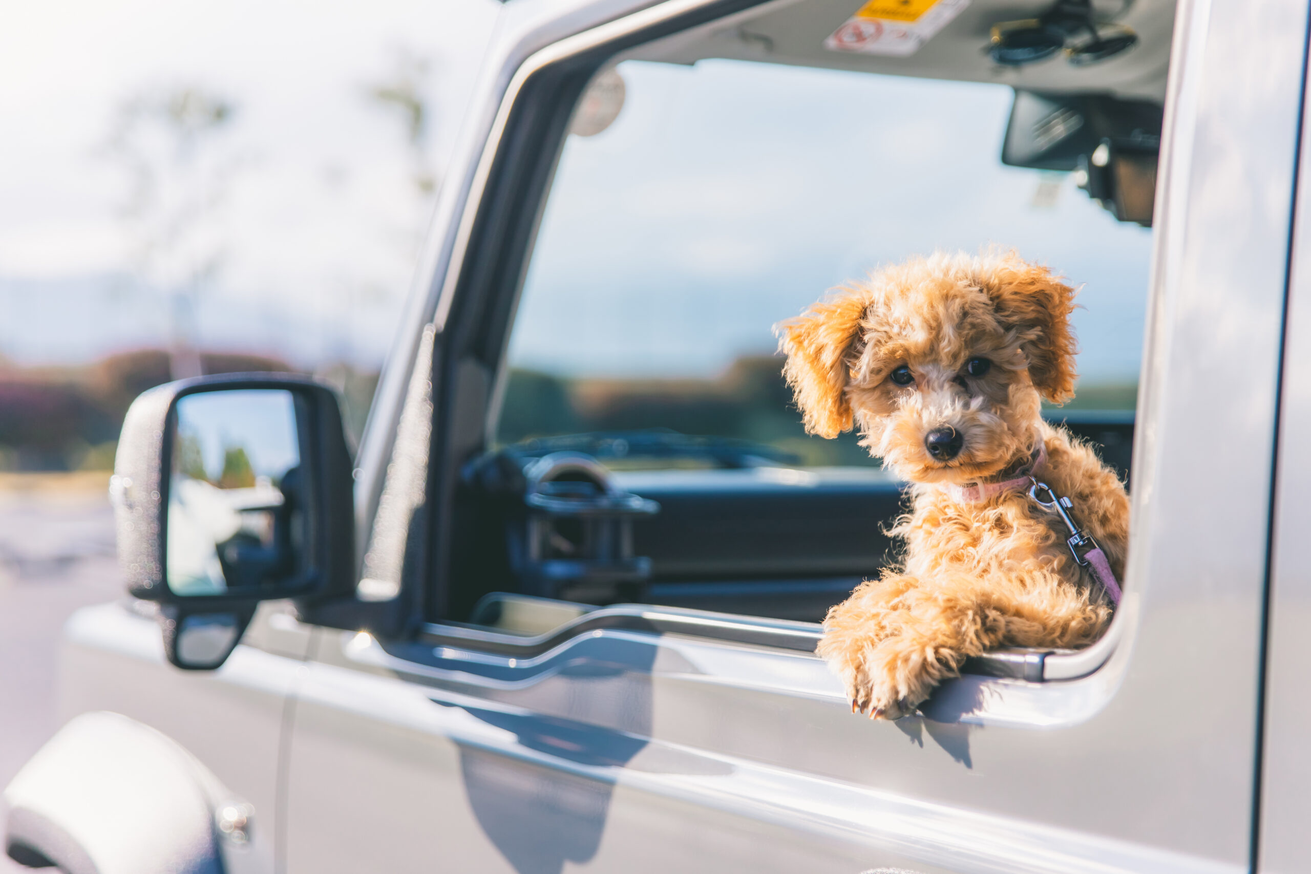 犬の車酔いの原因は？予防法から対策まで徹底解説！