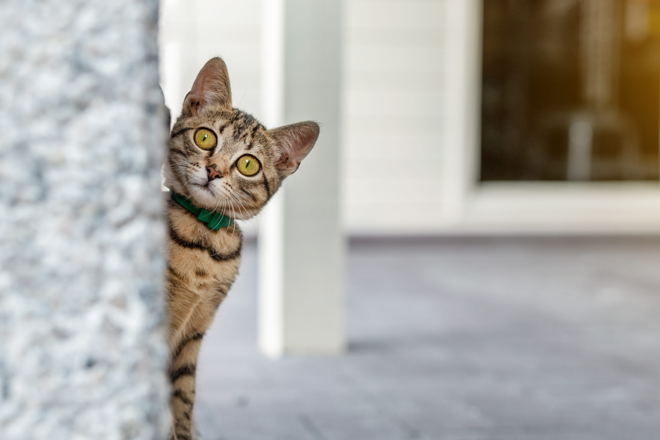 【獣医師直伝】嫌がる猫ちゃんを病院に連れて行く方法！ストレスを減らす対策を紹介