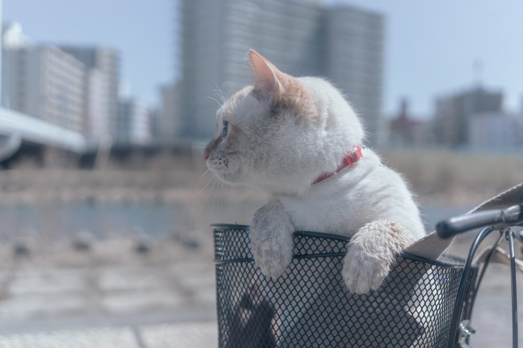 猫ちゃんを自転車で病院に連れて行ける？