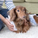 愛犬が老犬になったときの排泄介助の方法を紹介