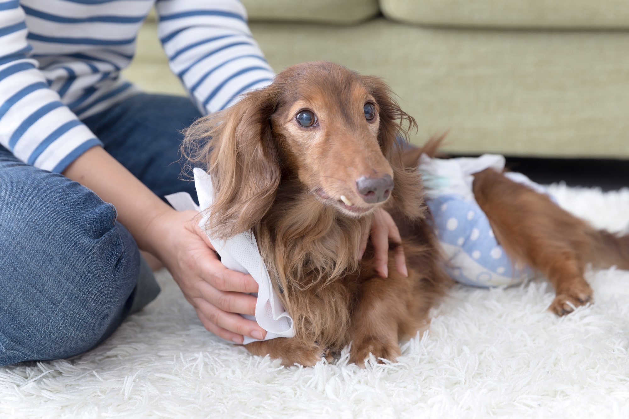 愛犬が老犬になったときの排泄介助の方法を紹介