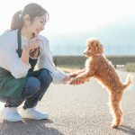 愛犬の健康に効果的な散歩の方法