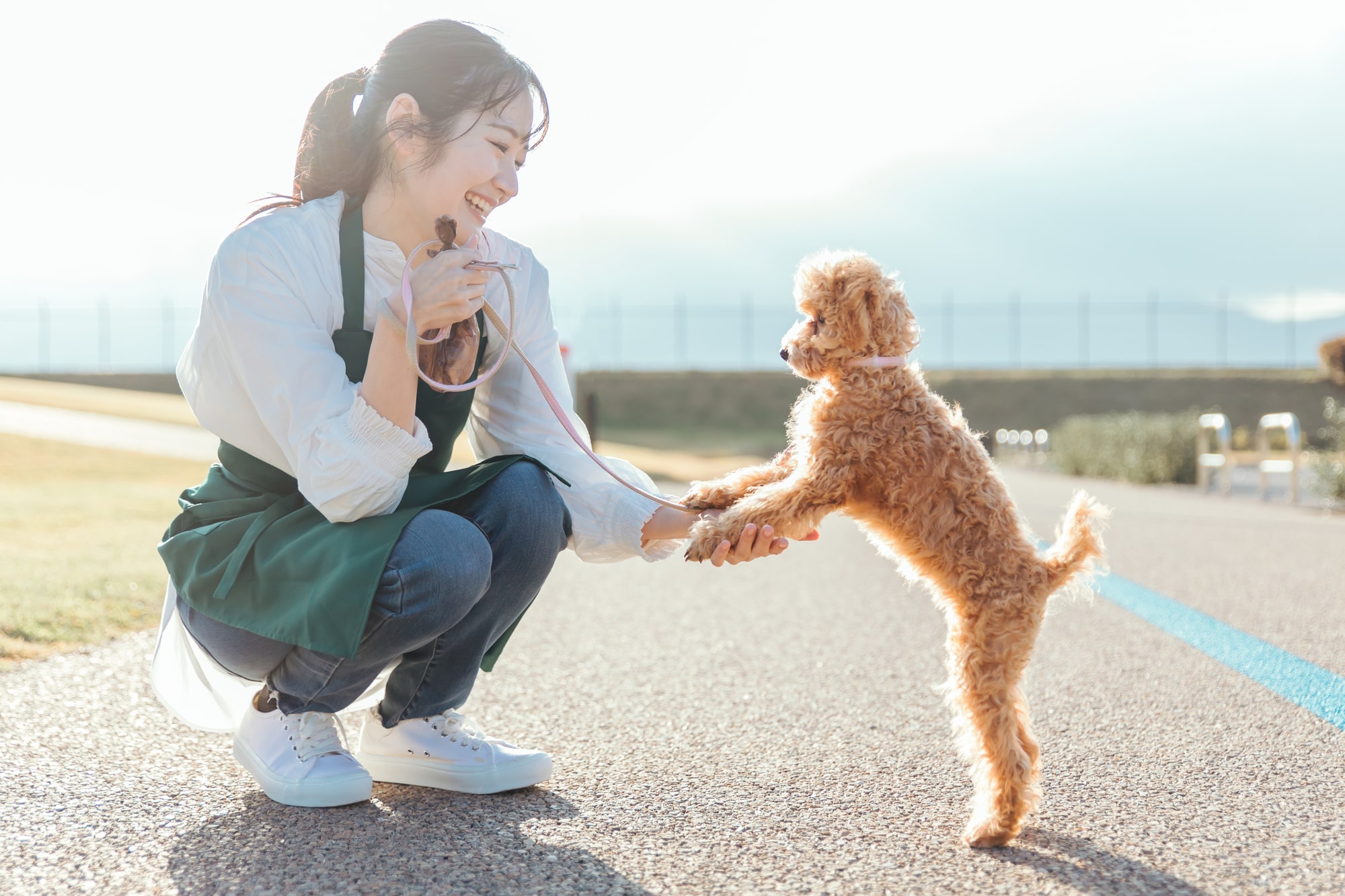 愛犬の健康に効果的な散歩の方法