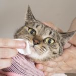 愛猫の健康チェック方法を解説｜見るべきポイントは？