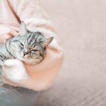 老猫の介護方法｜猫が寝たきりになった時の正しい対応を解説