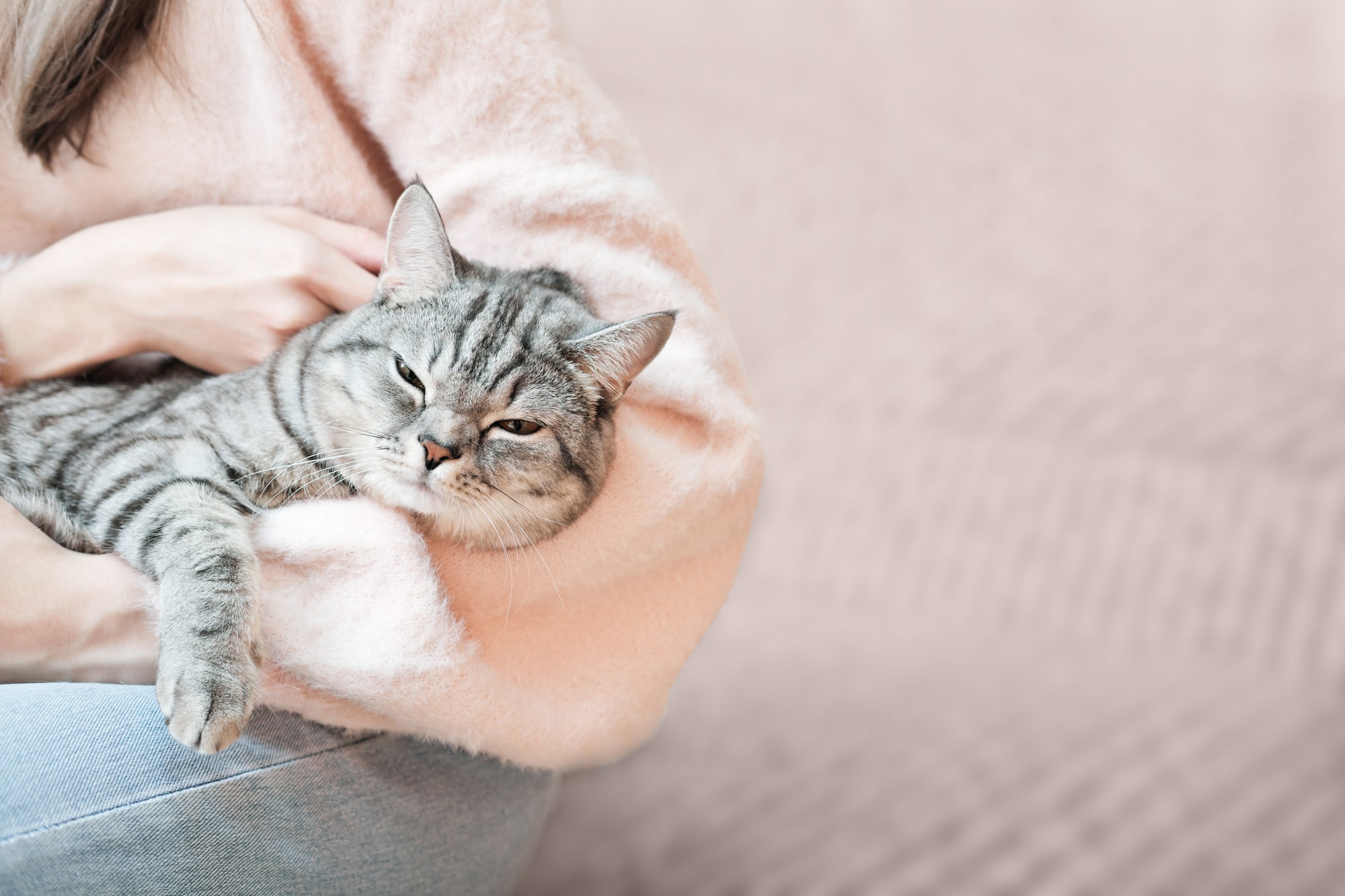 老猫の介護方法｜猫が寝たきりになった時の正しい対応を解説