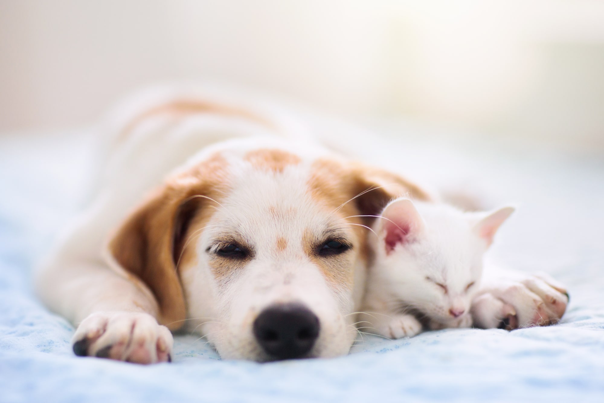 ペットロスは新しい子を飼えば乗り越えられるのか