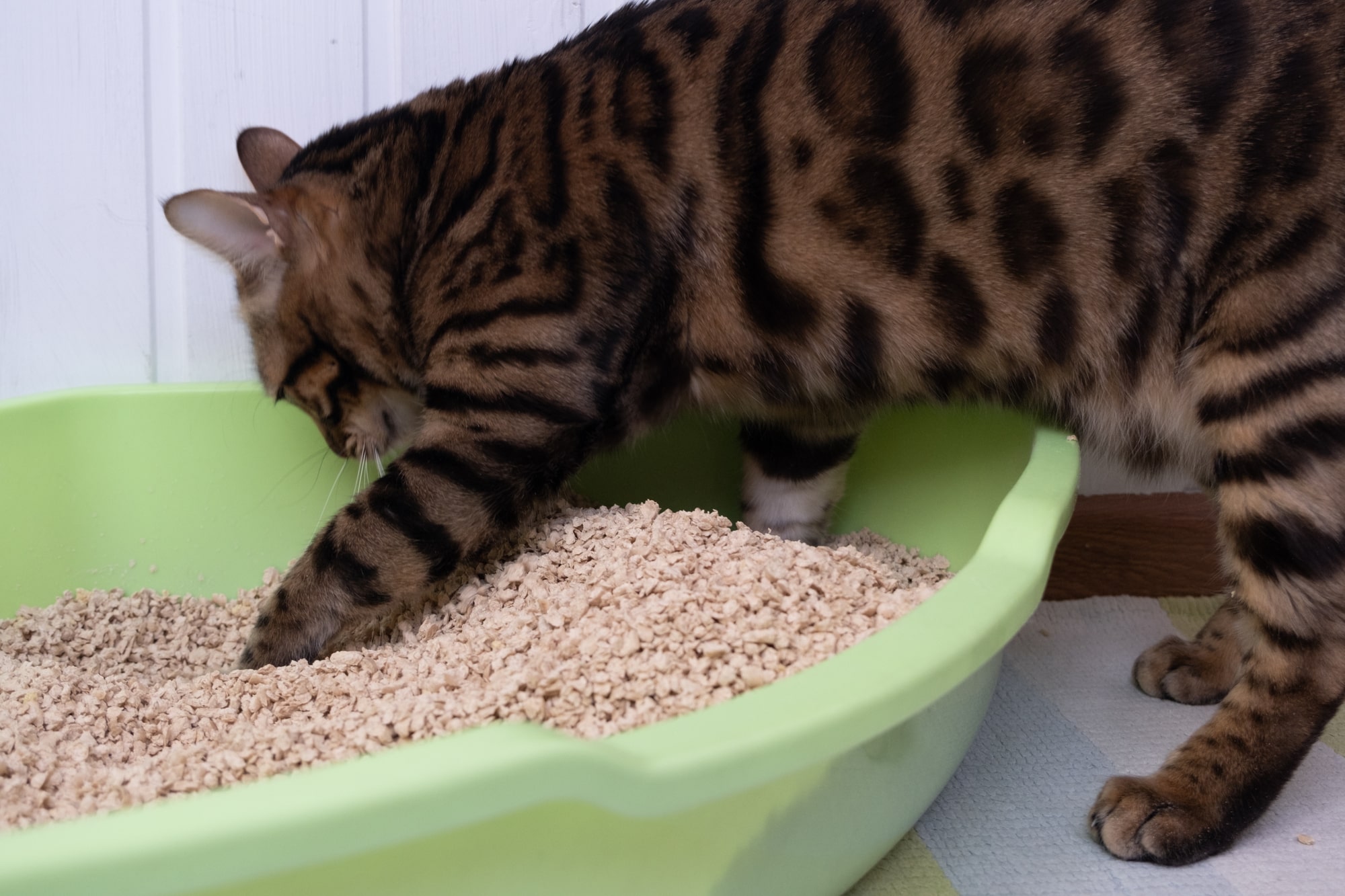 愛猫が高齢になるにつれ、トイレに行くことが大変だったり、間に合わずに若い時にはしなかった失敗をしてしまうこともありますよね。猫はもともと独立心の強い動物なので、高齢になっても自力で排泄することやご飯を食べることを望みます。しかし、どうしても高齢になると介護が必要になってきます。今回は、高齢猫にどのような介護やサポートをすればよいかを具体的に紹介します！