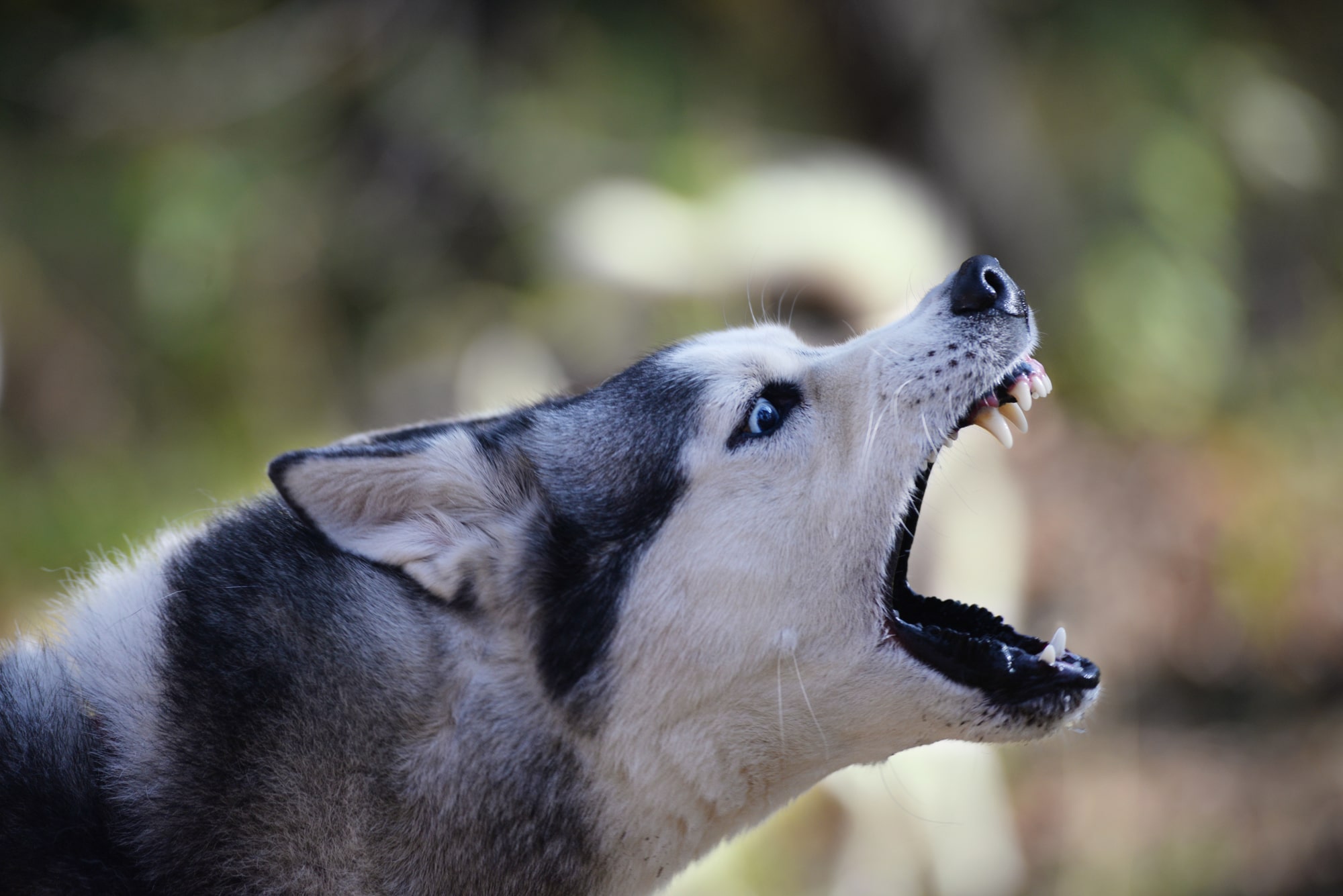 老犬の無駄吠えの原因と対策を解説！｜正しい対処方法を理解しましょう