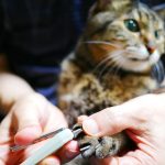 【猫の爪切り】嫌がる愛猫の爪切りのコツと噛まれないようにする方法