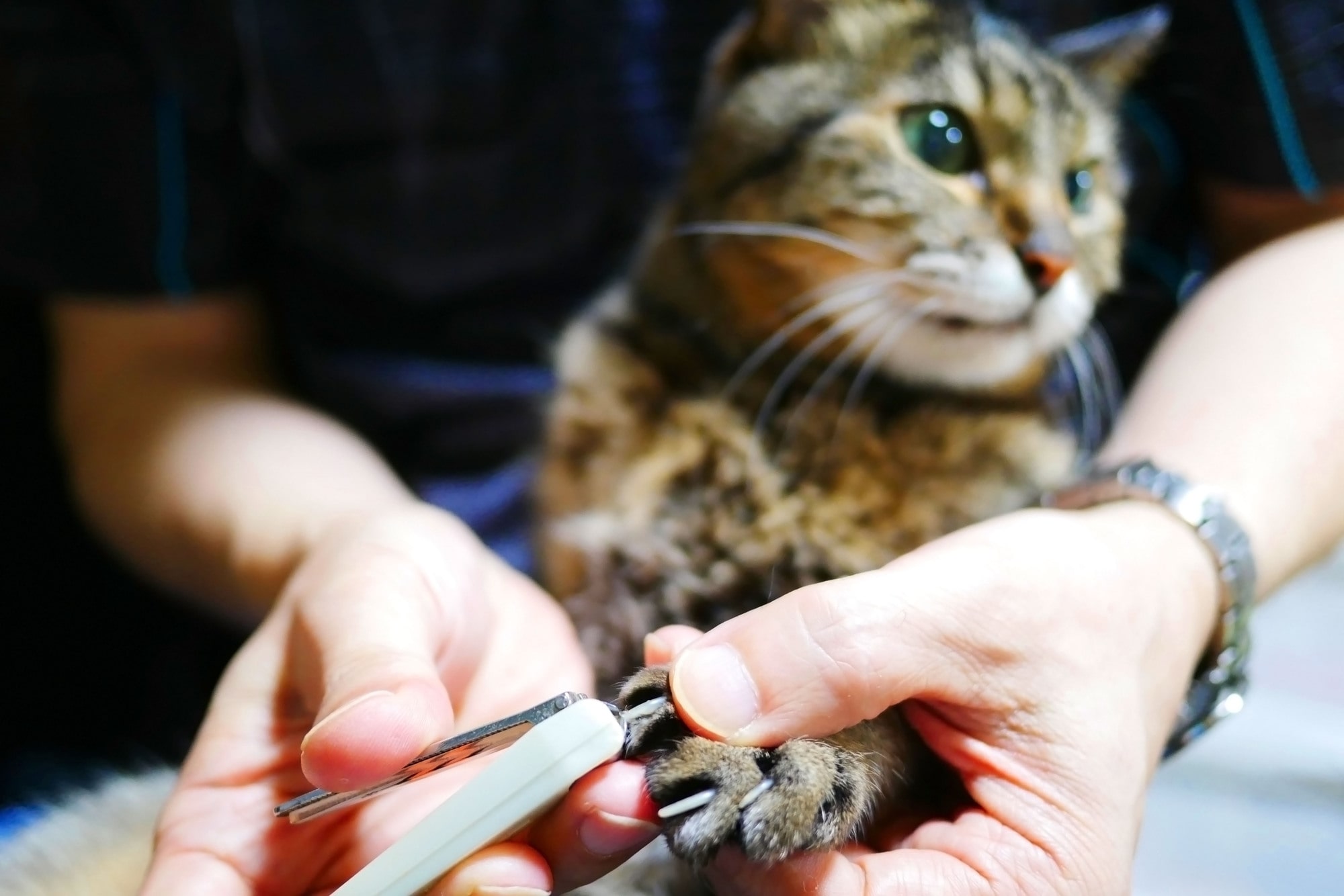 【猫の爪切り】嫌がる愛猫の爪切りのコツと噛まれないようにする方法