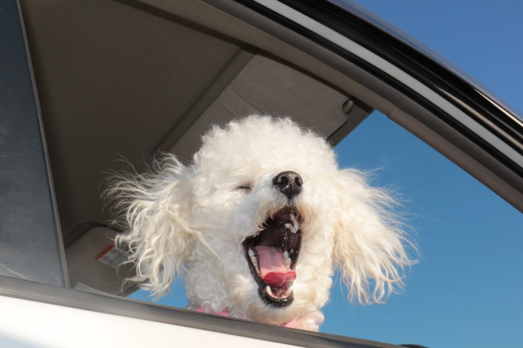 犬が車酔いをした時の症状