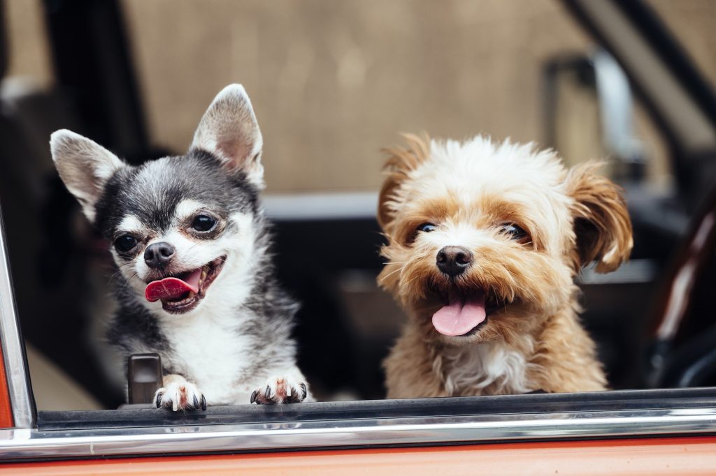 犬の車酔い対策10選