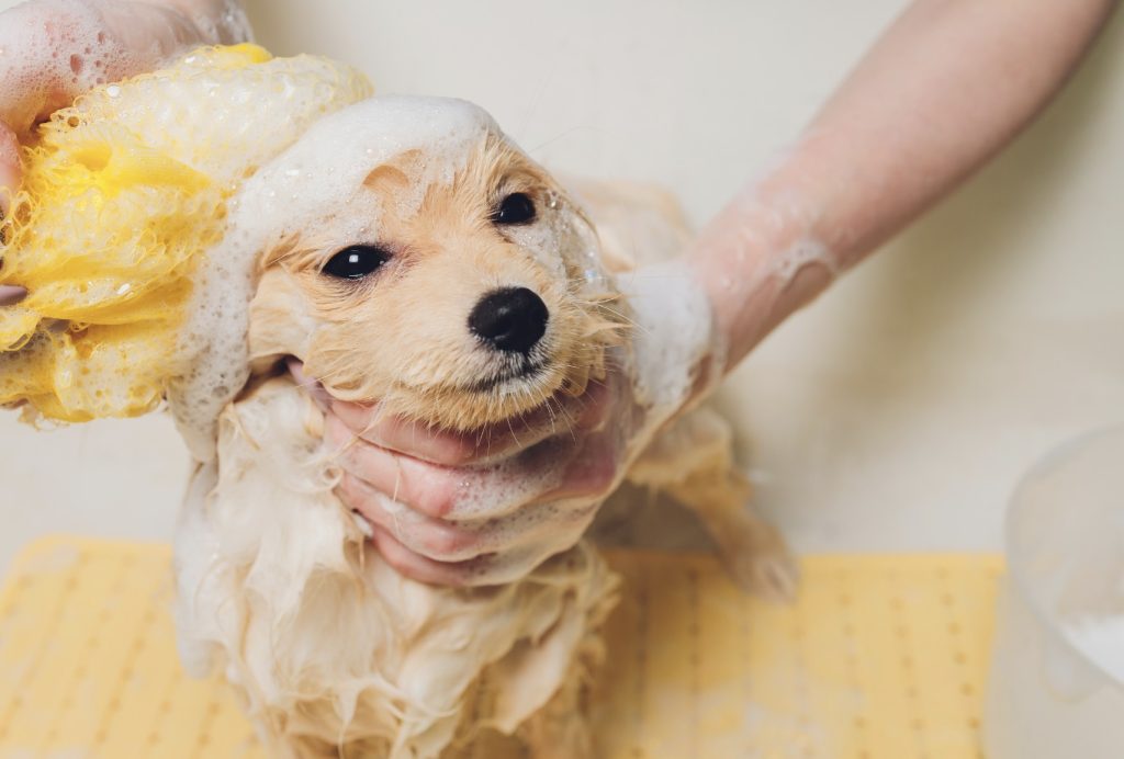 犬はいつからお風呂に入れるべきか