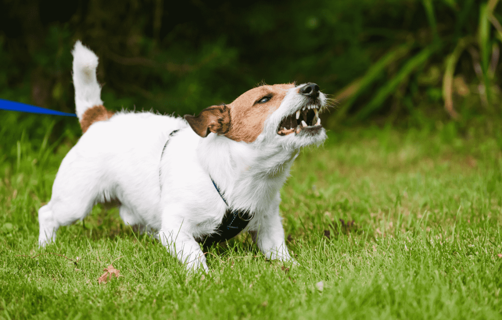 老犬が吠えている時、認知症などの加齢によるものだと思い込むと、愛犬の病気や怪我に気づきにくくなります。体のどこかが痛かったり、辛かったりして訴えているのではないかという可能性も忘れず様子を観察するようにしましょう。