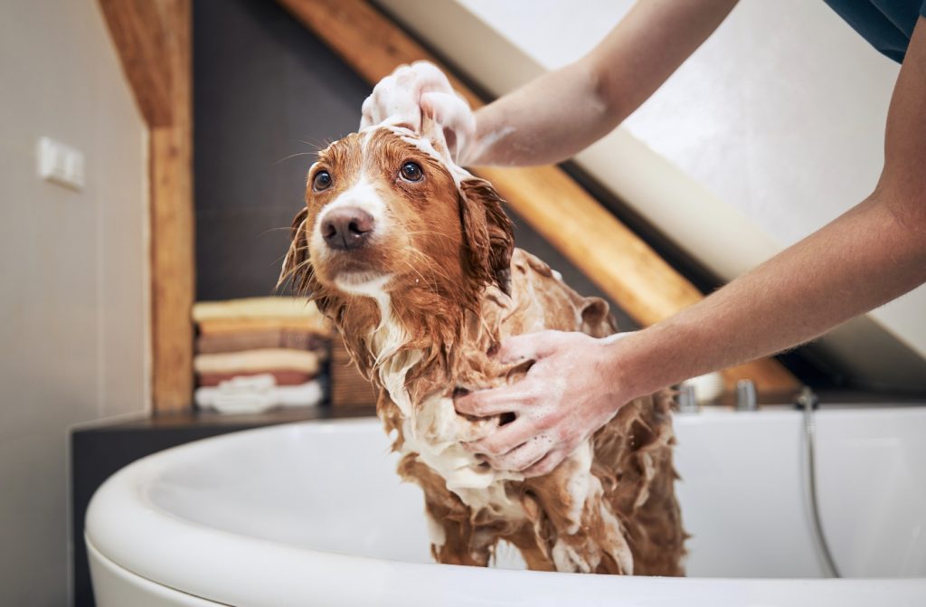 愛犬をお風呂に入れる頻度は？