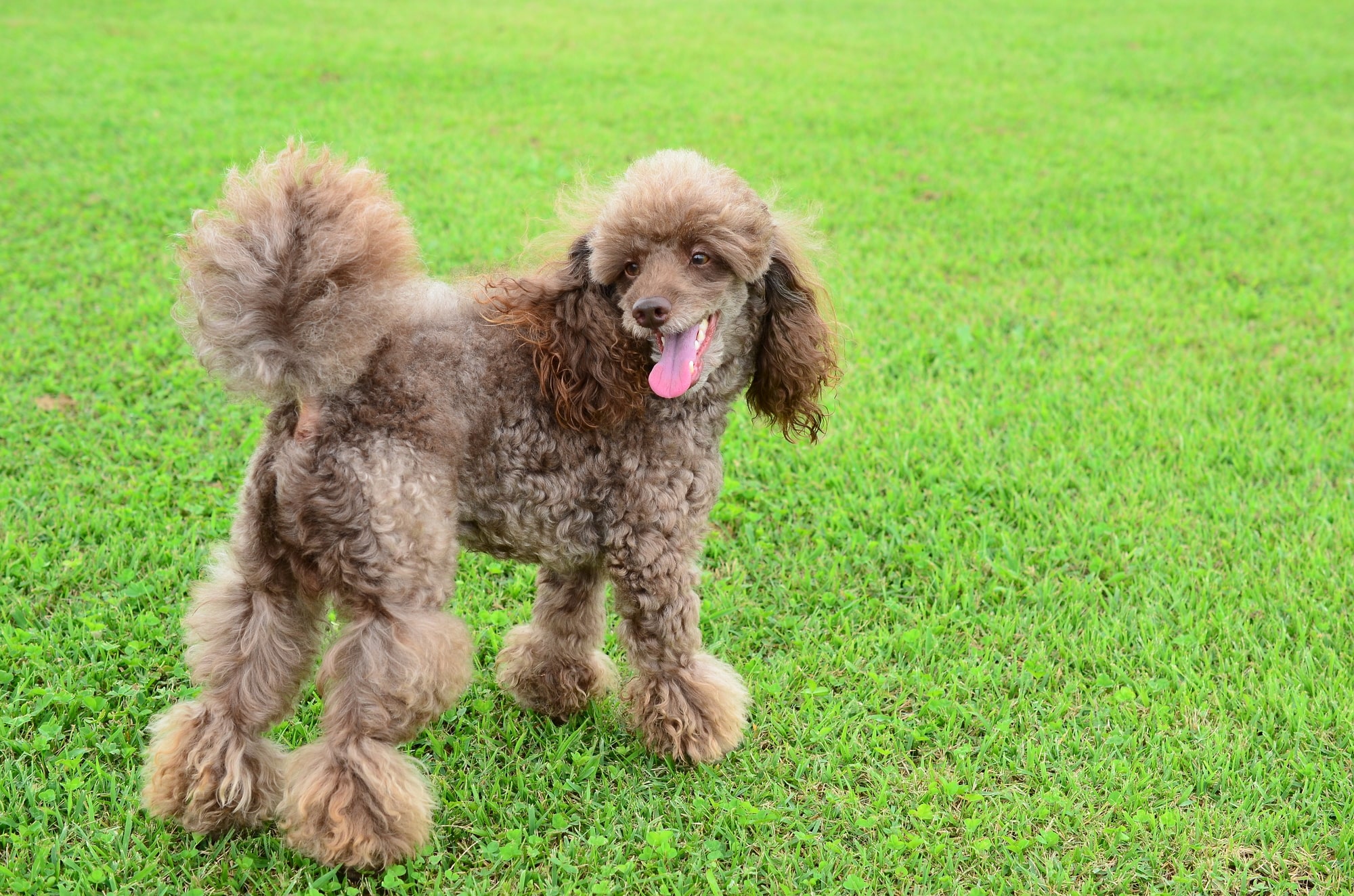 老犬がくるくる回るのはなぜ？認知症の可能性と飼い主にできるケア