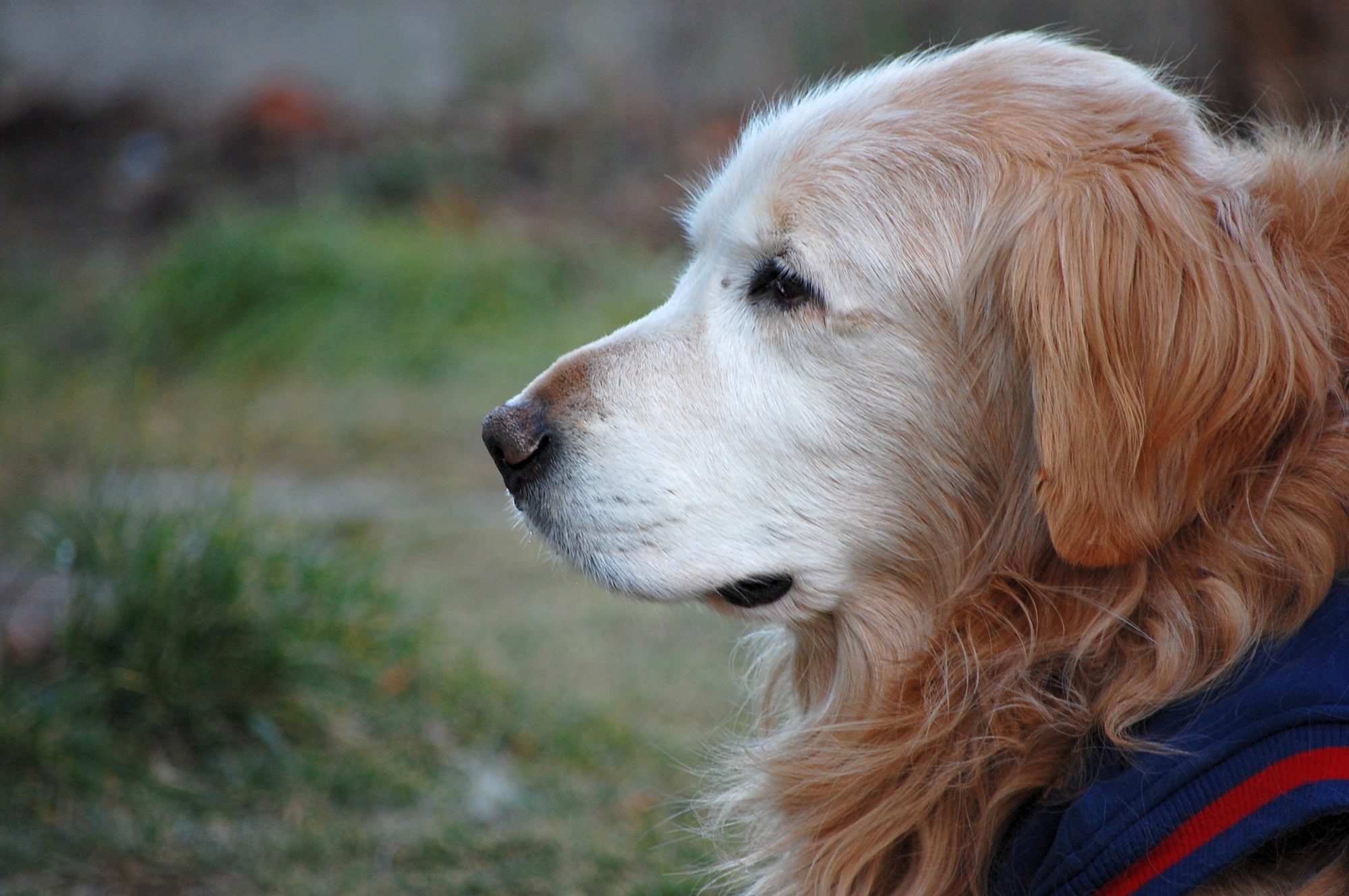 老犬が徘徊するのはなぜ？徘徊の原因と対策方法