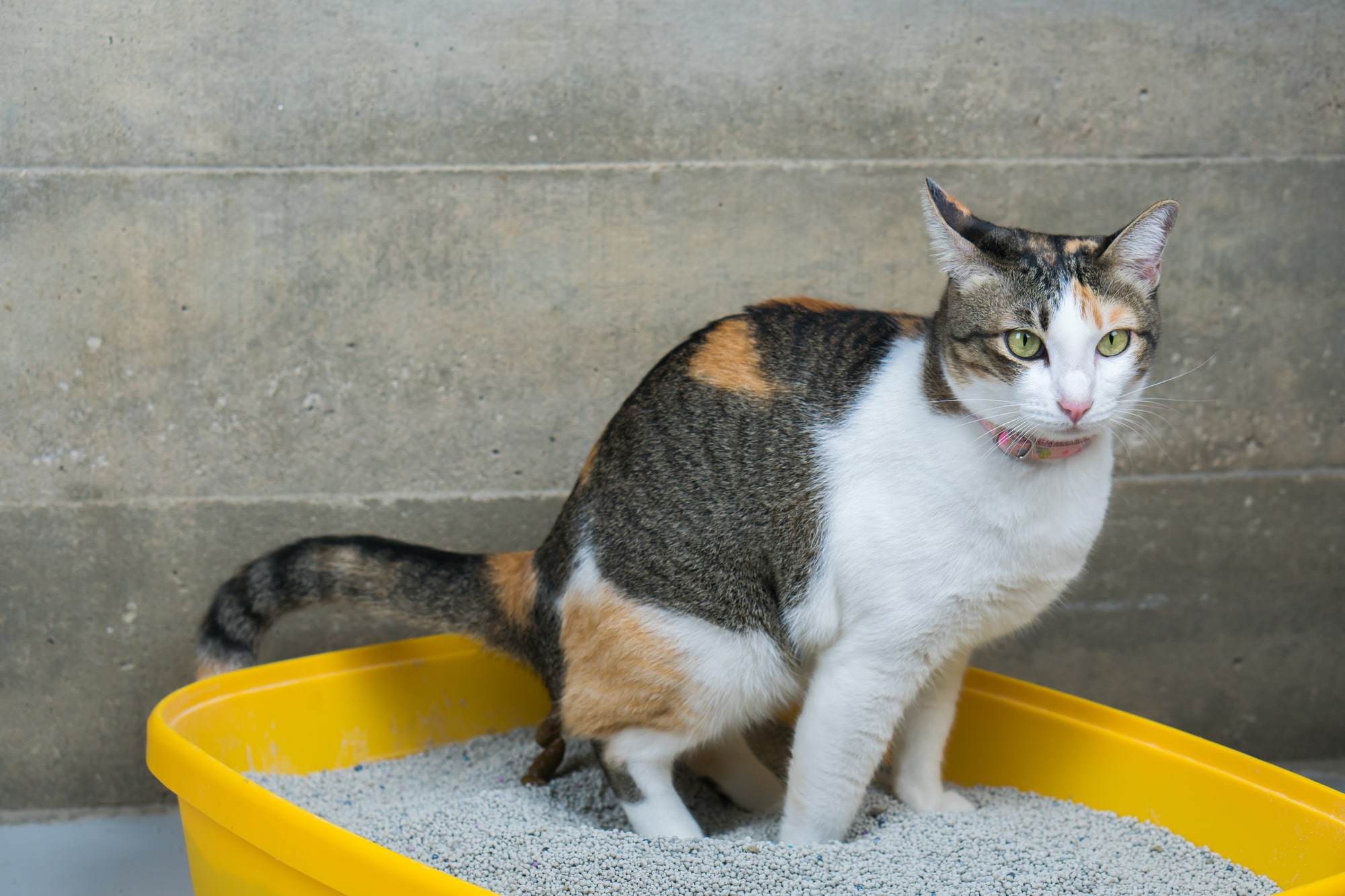 猫の健康なうんちはどんな色や硬さ？異常を見分けるポイント