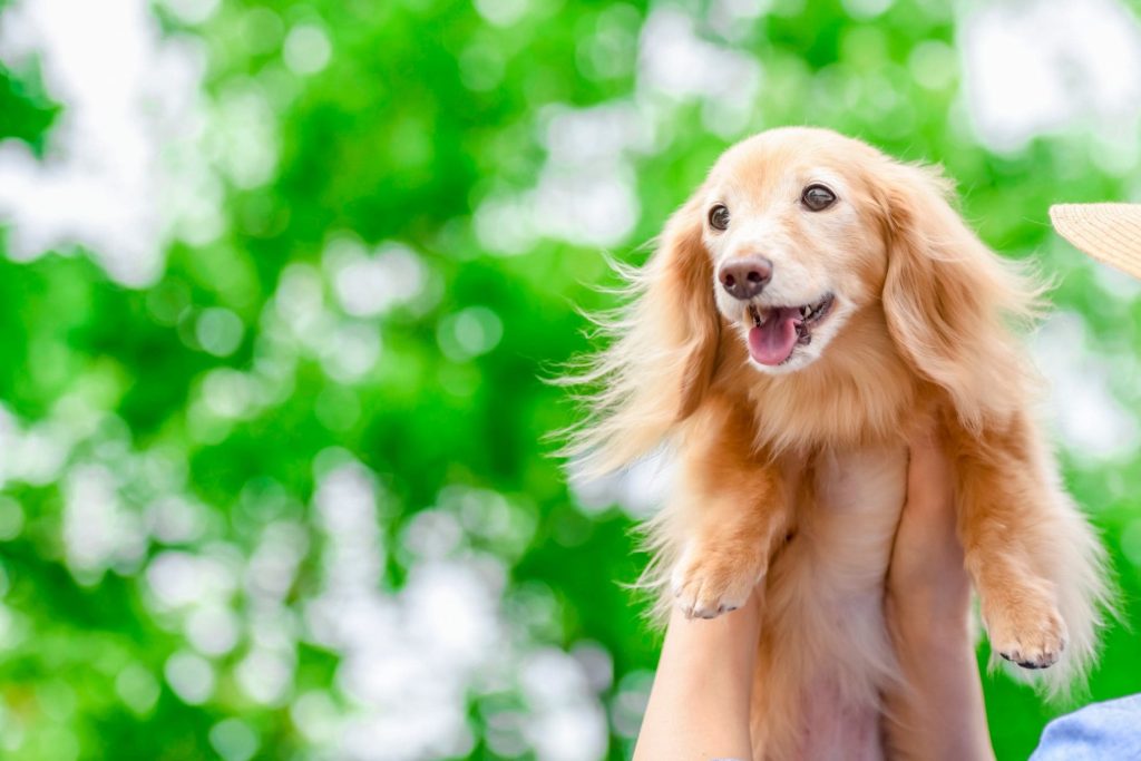 ペットにも初七日をするかどうかは飼い主次第 