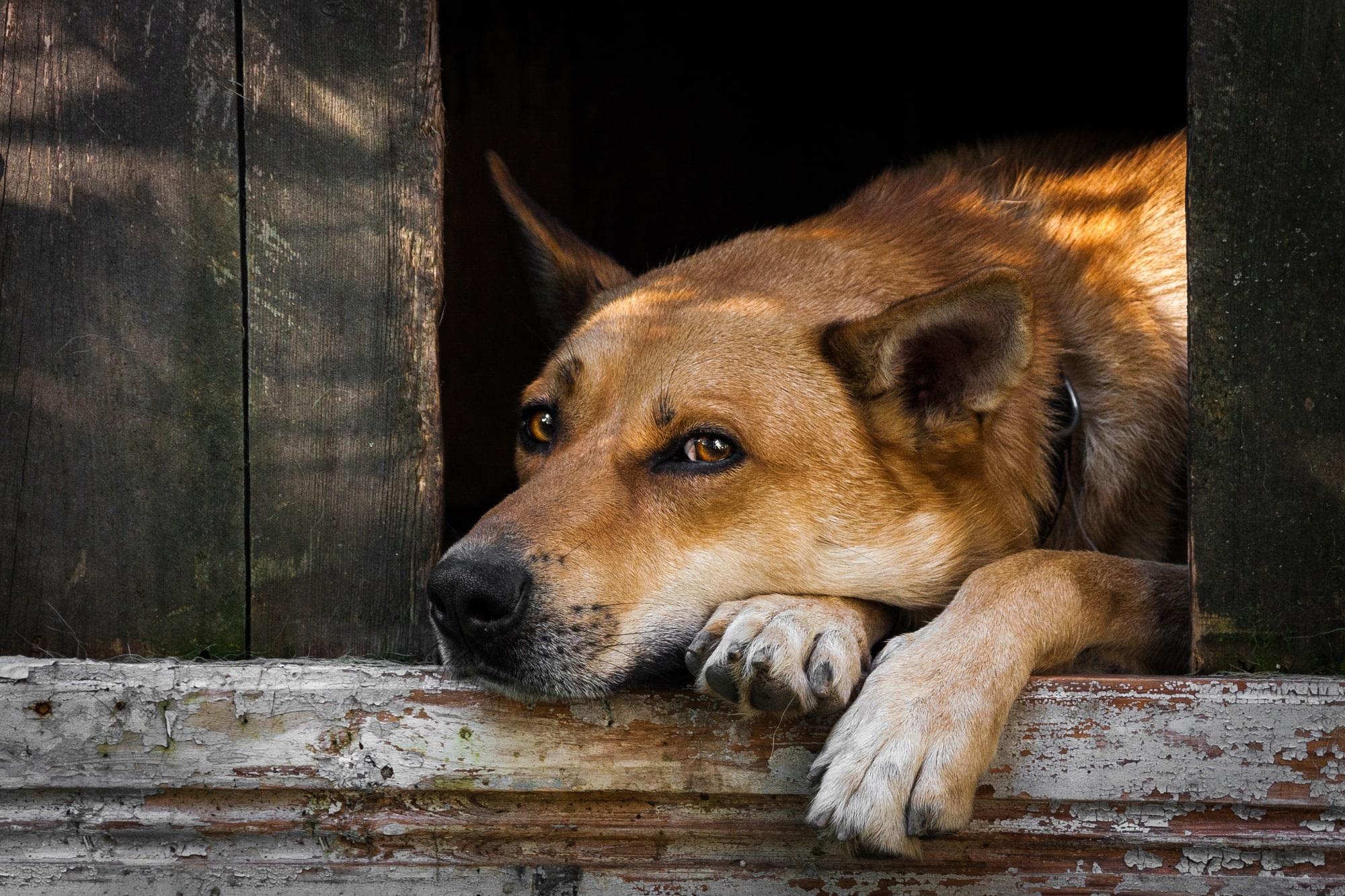 一人暮らしの飼い主が死んだらペットはどうなる？ペットが安心して暮らすための準備方法