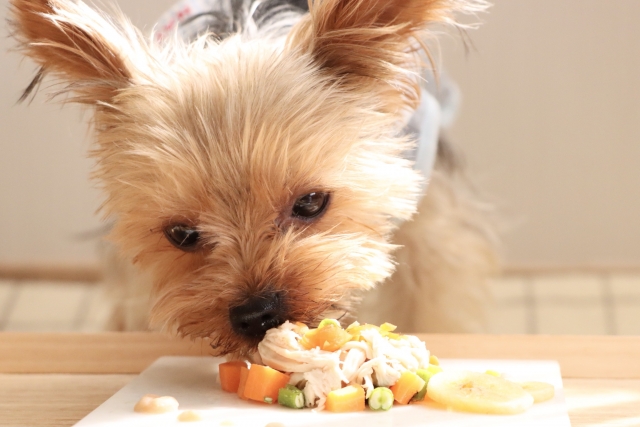 犬に手作りご飯を与えるメリット・デメリット