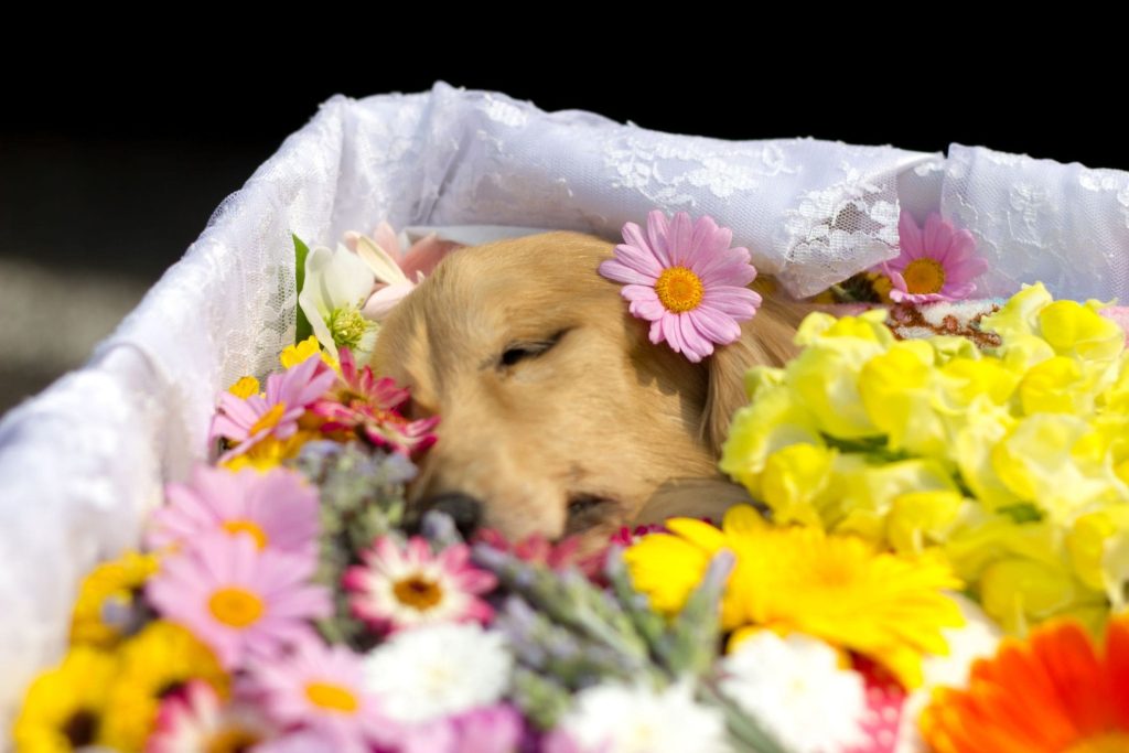 ペットの葬儀で写真を撮影する意義