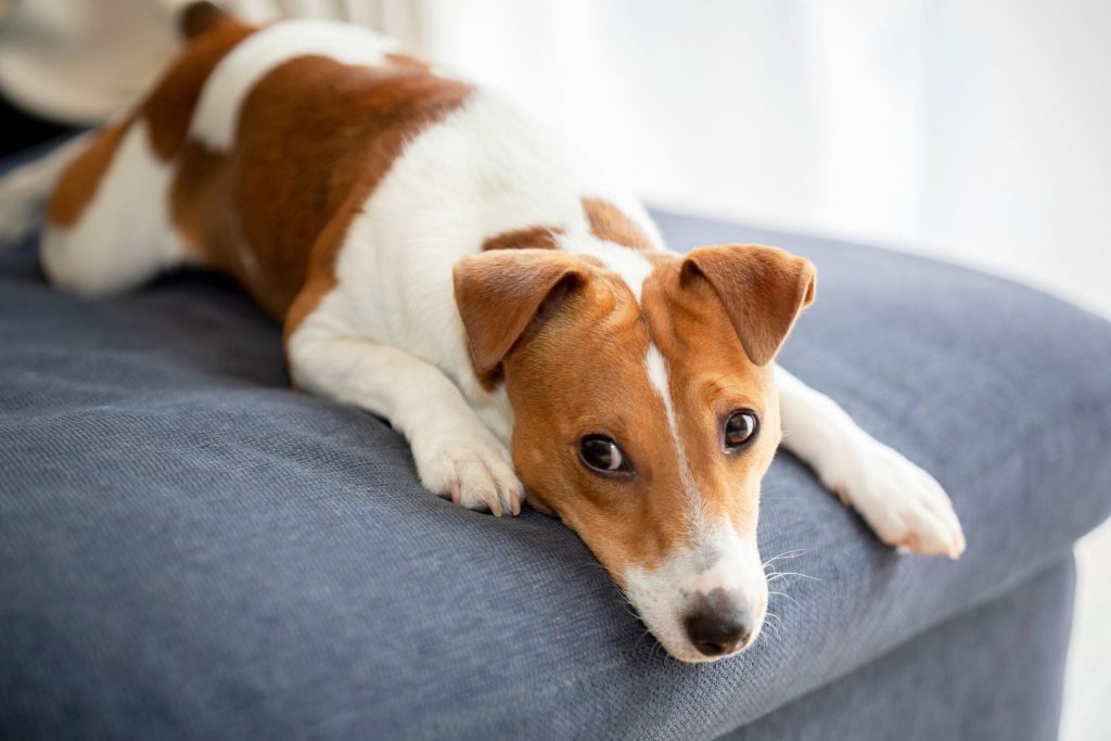 犬 が おしり を 向け て 寝る