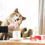 犬の長生きをサポートする手作りご飯の始め方