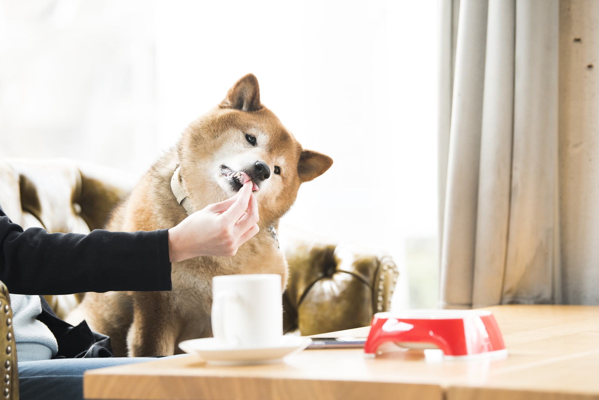 犬の長生きをサポートする手作りご飯の始め方