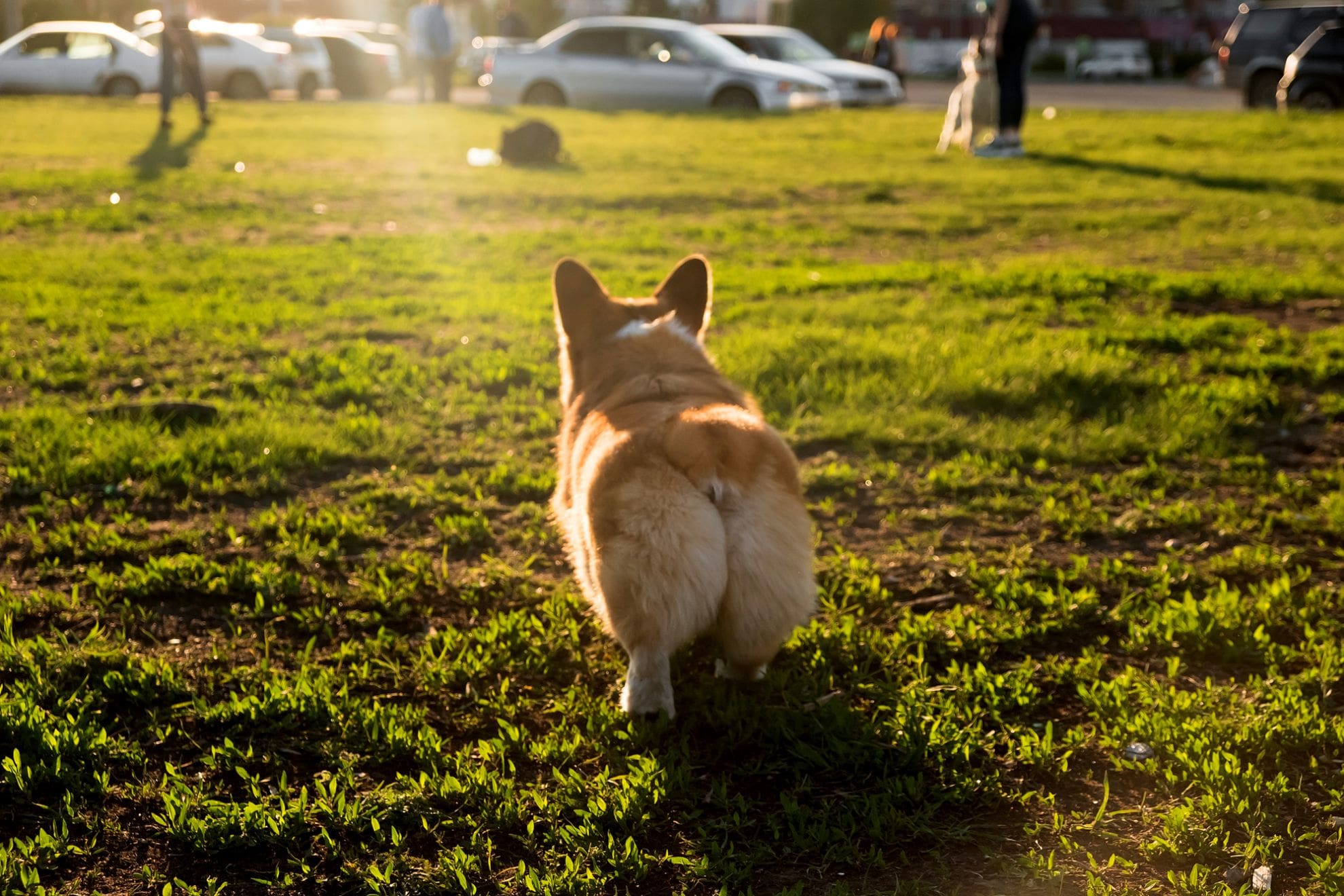 愛犬がおしりを向けるのはなぜ？犬の習性や気持ちは？