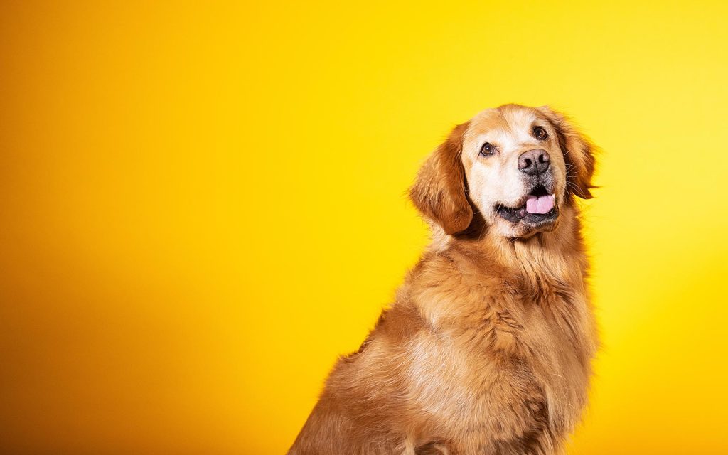 シニア期を迎える犬に必要なケアとは？