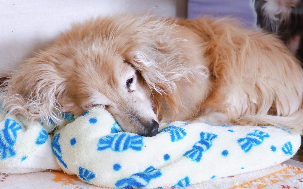 シニア期の犬に多い病気やケガ