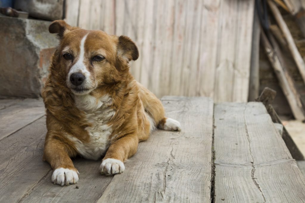 最期が近い老犬に見られる5つの症状