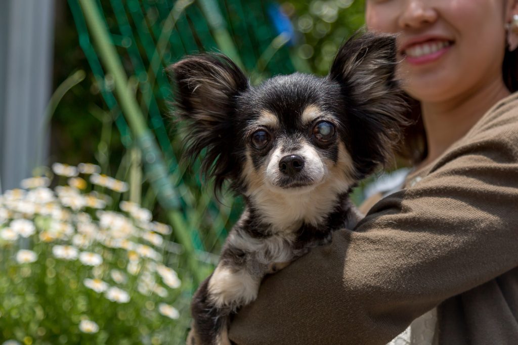 最期を迎えつつある愛犬に飼い主ができること