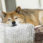 犬が昼夜逆転してしまう理由と対策は？認知症の可能性も