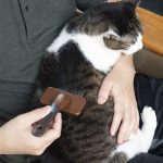 一人暮らしで愛猫を介護する際のポイントとは？