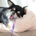 犬の歯磨きはどのくらいの頻度で行なうべき？歯磨き方法や嫌がる場合の対処法犬の歯磨きはどのくらいの頻度で行なうべき？