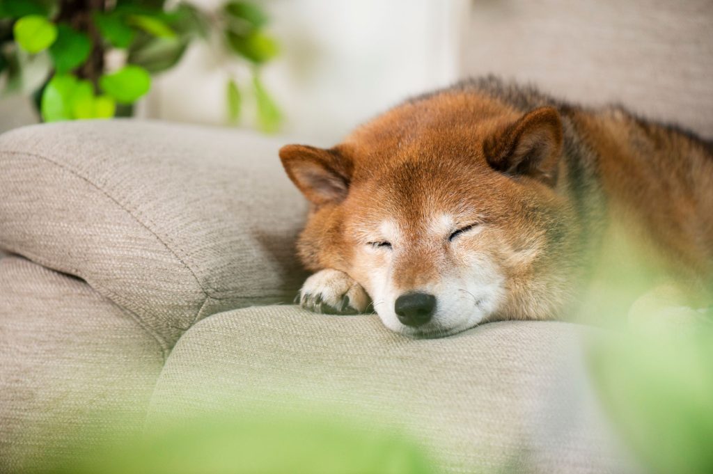 失敗しないペット葬儀会社の選び方3選 