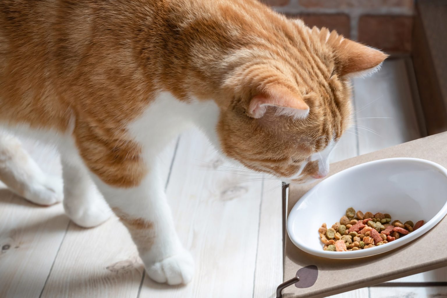 【獣医師が解説】猫の健康によい食品とは?必要な栄養や食事のポイント - COCOペットジャーナル