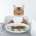 【獣医師が解説】猫の健康によい食品とは？食事のポイントやフード・サプリの選び方