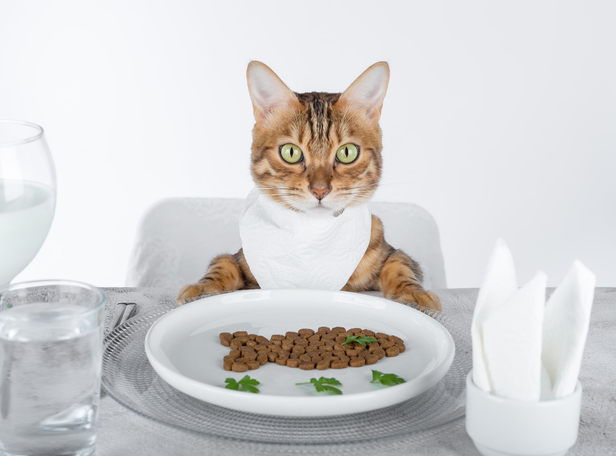 【獣医師が解説】猫の健康によい食品とは？食事のポイントやフード・サプリの選び方