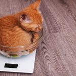 猫の健康を維持する適正体重とは？肥満の理由やダイエット方法