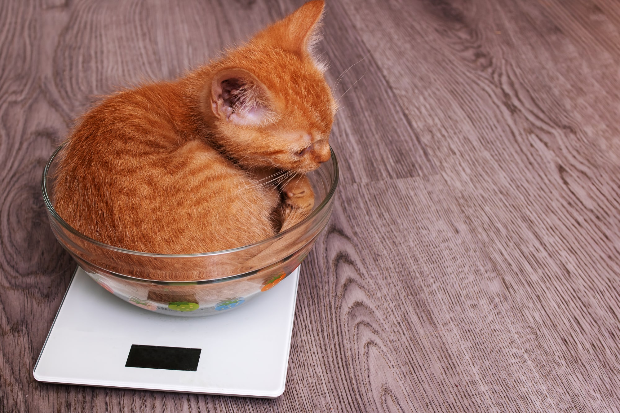 猫の健康を維持する適正体重とは？肥満の理由やダイエット方法