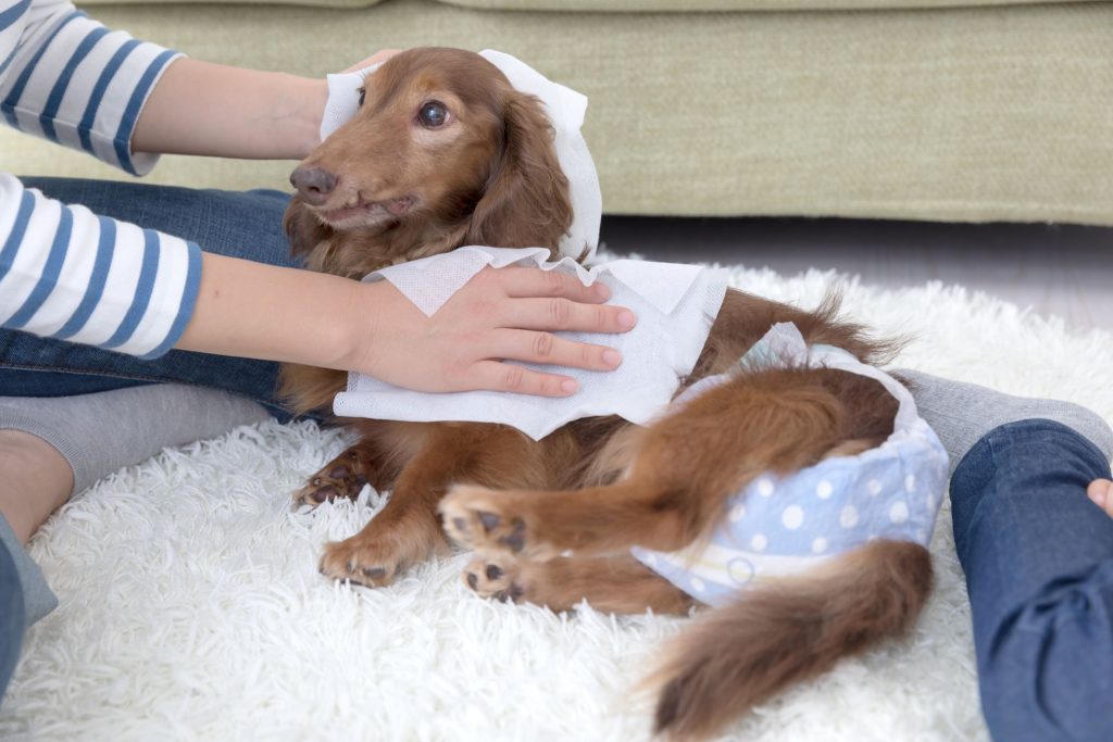 犬の最期に飼い主様にできること