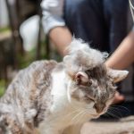 【獣医師監修】猫の抜け毛が多いのはなぜ？抜け毛の対策