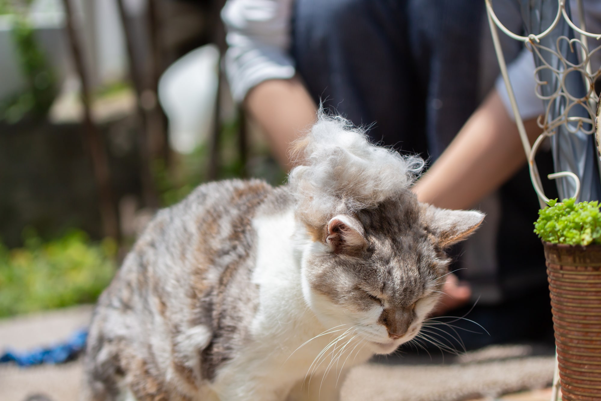 【獣医師監修】猫の抜け毛が多いのはなぜ？抜け毛の対策