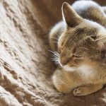 【獣医師監修】猫は死期が近づくとどんな行動を取る？飼い主ができること